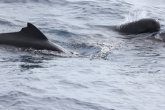 Globicephala