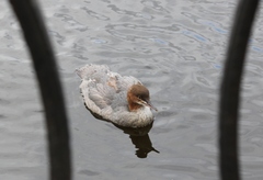Mergus merganser
