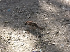 Passer domesticus