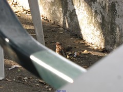 Passer domesticus