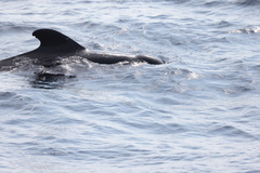 Globicephala