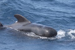 Globicephala