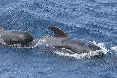 Globicephala