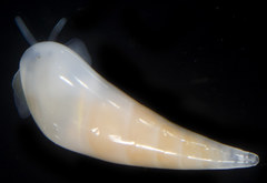 Vitreolina macra