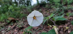 Lycianthes rzedowskii