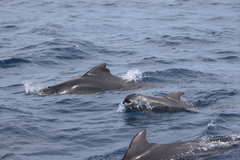 Globicephala