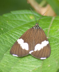 Nyctemera apicalis