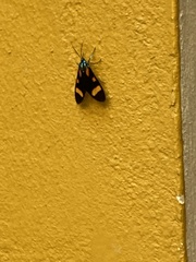 Cyanopepla arrogans