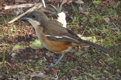Laniarius ferrugineus ferrugineus