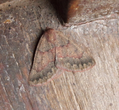 Drepanogynis miltophyris