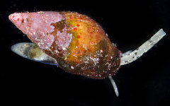 Buccinidae