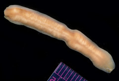 Cerebratulus