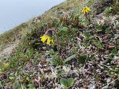 Arnica griscomii