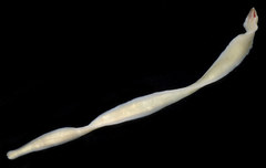 Cerebratulus