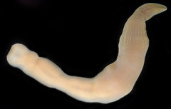 Cerebratulus