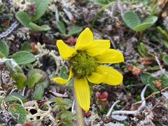Arnica griscomii