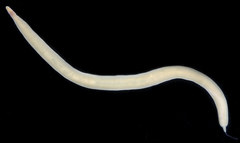 Cerebratulus