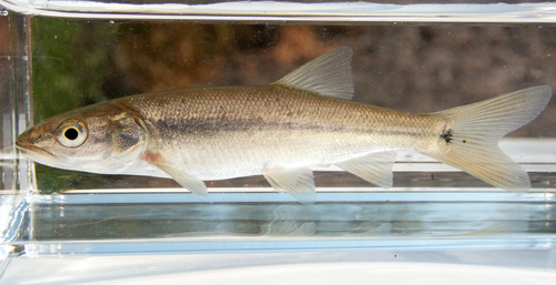 Sacramento Pikeminnow