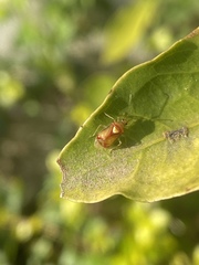 Brasiliocarnus