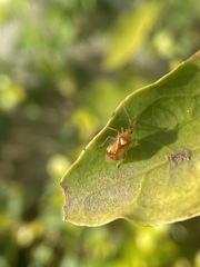 Brasiliocarnus