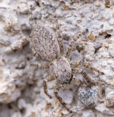 Menemerus taeniatus