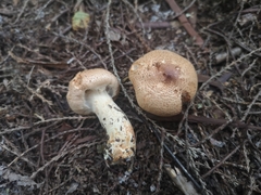 Lepiota cortinarius