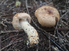 Lepiota cortinarius