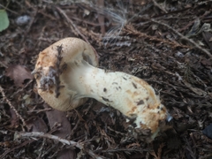 Lepiota cortinarius