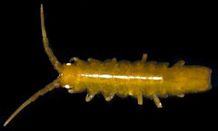 Idotea rufescens