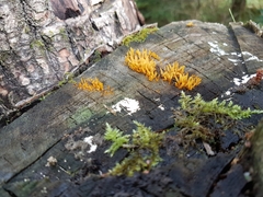 Calocera