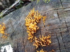 Calocera