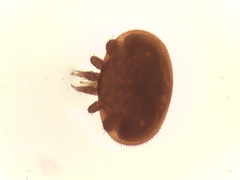 Varroa destructor