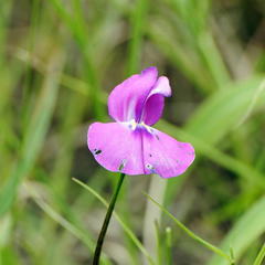 Vigna unguiculata protracta