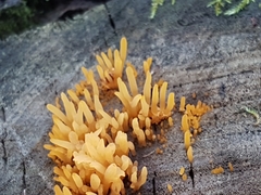 Calocera