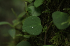 Peperomia serpens
