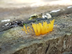 Calocera