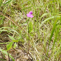 Vigna unguiculata protracta