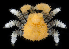 Phyllolithodes papillosus