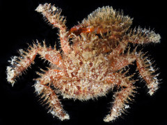 Hapalogaster mertensii