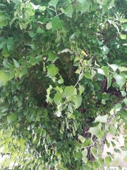 Maclura pomifera