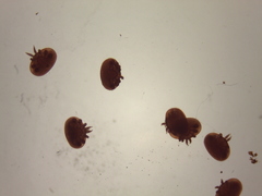 Varroa destructor