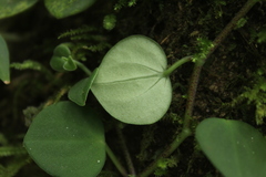 Peperomia serpens