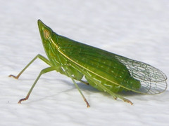 Dictyophara