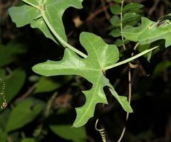 Coccinia sessilifolia sessilifolia