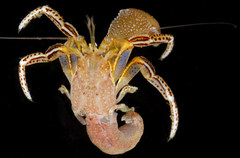 Elassochirus tenuimanus