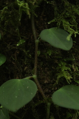 Peperomia serpens