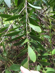 Persoonia amaliae