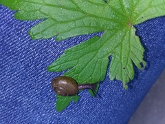 Arianta arbustorum
