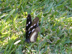 Hypolimnas anthedon wahlbergi