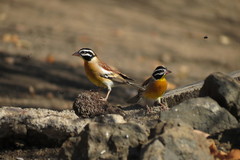 Emberiza flaviventris kalaharica
